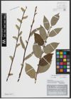 Foto von Salix appendiculata Vill. x Salix caprea L.